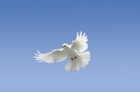 Dove