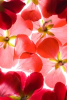 PinkFlower