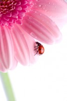 Ladybird on flower