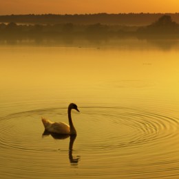 iStock-Swan